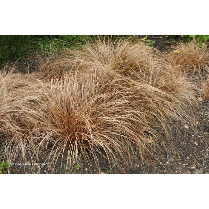 Carex flagellifera