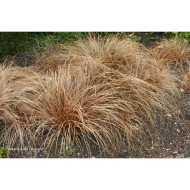 Carex flagellifera