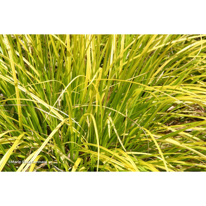 Carex morrowii 'Everglow' EVERCOLOR EVERGLOW