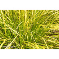 Carex morrowii 'Everglow' EVERCOLOR EVERGLOW