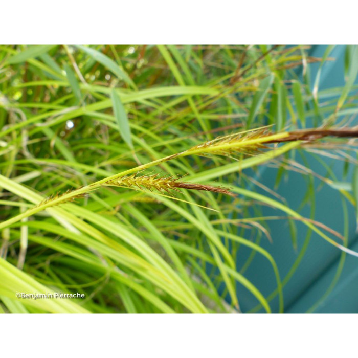 Carex morrowii 'Everglow' EVERCOLOR EVERGLOW