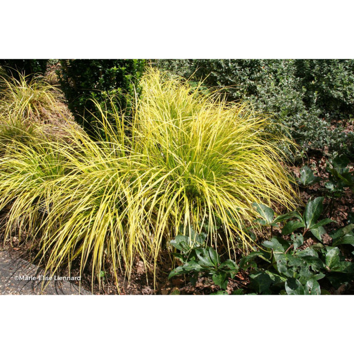 Carex morrowii 'Everglow' EVERCOLOR EVERGLOW