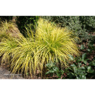 Carex morrowii 'Everglow' EVERCOLOR EVERGLOW