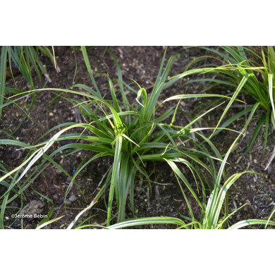 Carex oshimensis 'Everlime' EVERCOLOR®