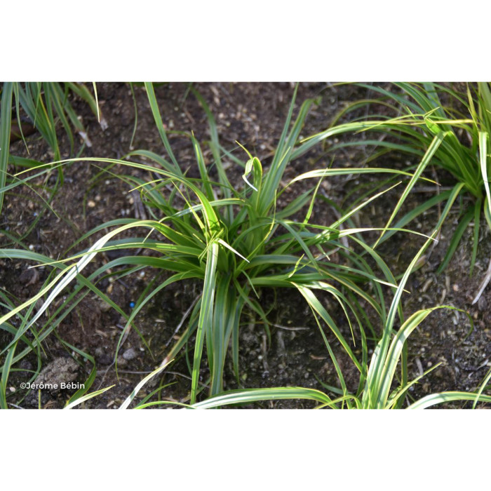 Carex oshimensis 'Everlime' EVERCOLOR®