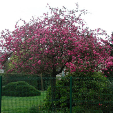 Malus 'Profusion'