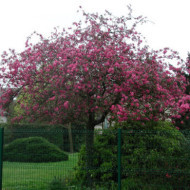 Malus 'Profusion'