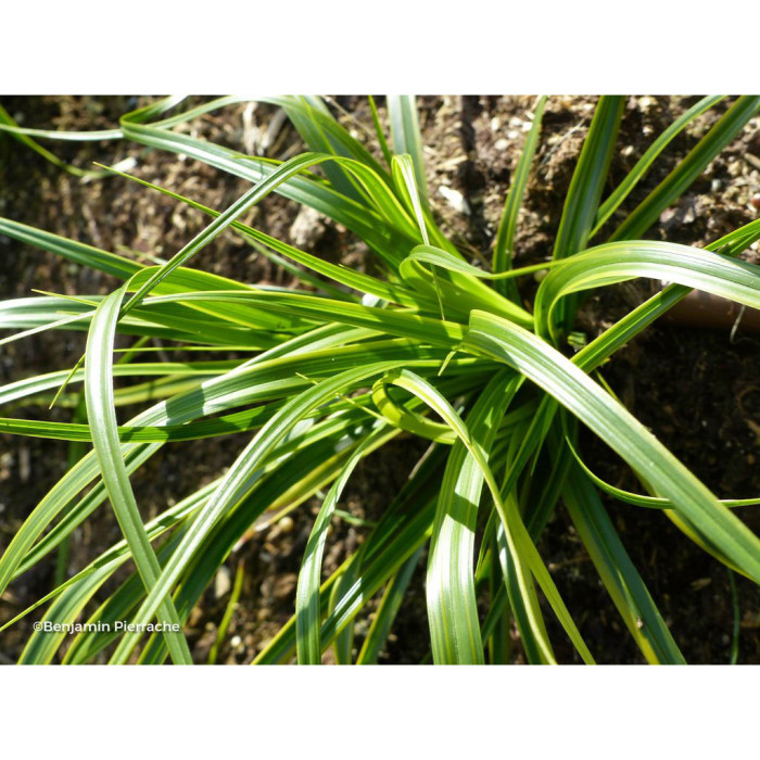 Carex oshimensis 'Everlime' EVERCOLOR®