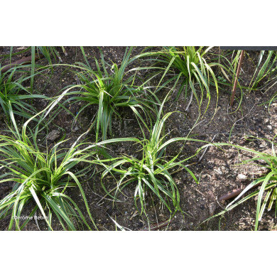 Carex oshimensis 'Everlime' EVERCOLOR®