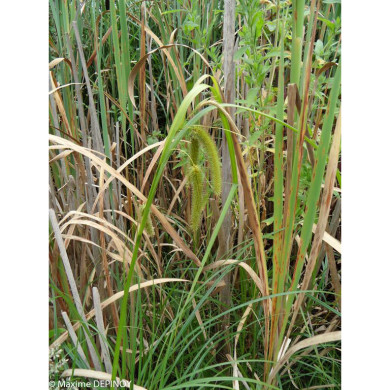 Carex pseudocyperus