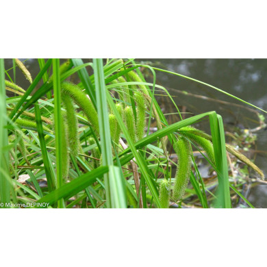 Carex pseudocyperus