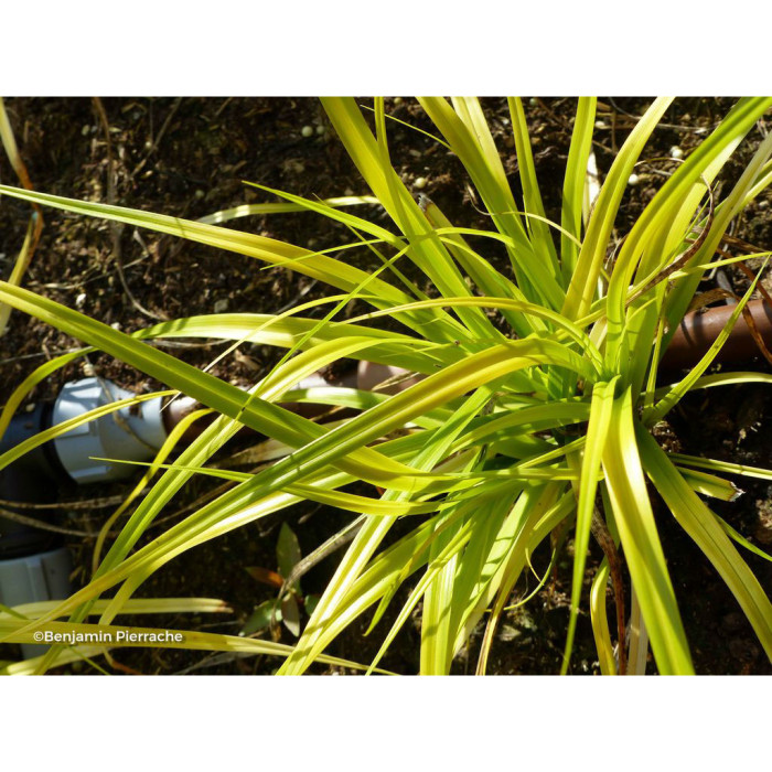 Carex oshimensis 'Everillo' EVERCOLOR®