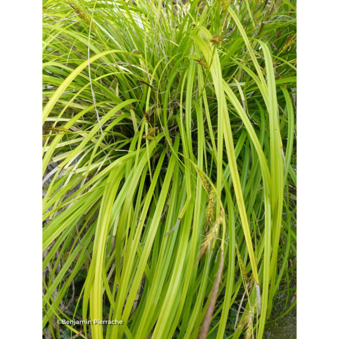 Carex oshimensis 'Everillo' EVERCOLOR®