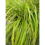 Carex oshimensis 'Everillo' EVERCOLOR®