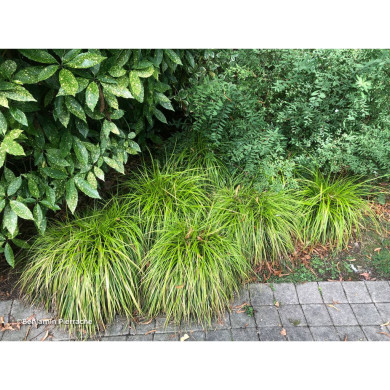 Carex oshimensis 'Everillo' EVERCOLOR®