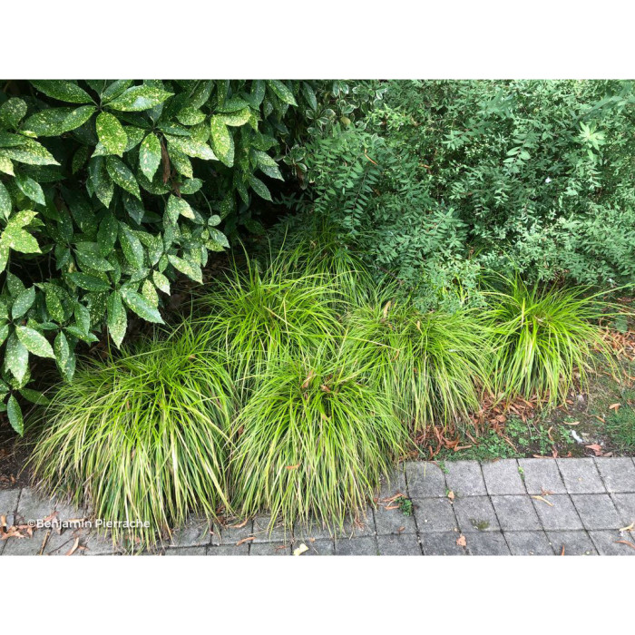 Carex oshimensis 'Everillo' EVERCOLOR®