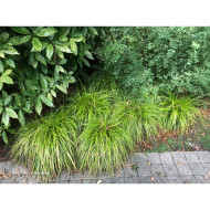 Carex oshimensis 'Everillo' EVERCOLOR®