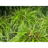 Carex oshimensis 'Everillo' EVERCOLOR®