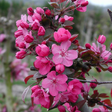Malus 'Profusion'