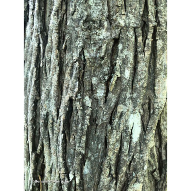 Carya ovata