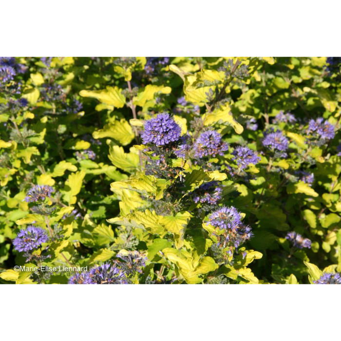 Caryopteris X clandonensis Hint Of Gold® Lisaura