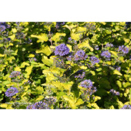 Caryopteris X clandonensis Hint Of Gold® Lisaura