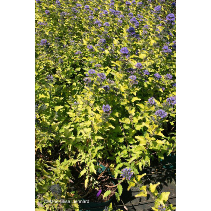 Caryopteris X clandonensis Hint Of Gold® Lisaura