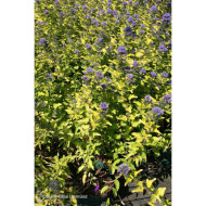 Caryopteris X clandonensis Hint Of Gold® Lisaura