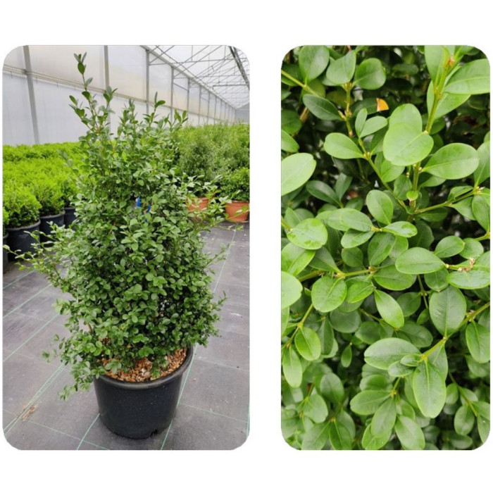 Buxus Betterbuxus® Baroque® her2010b05