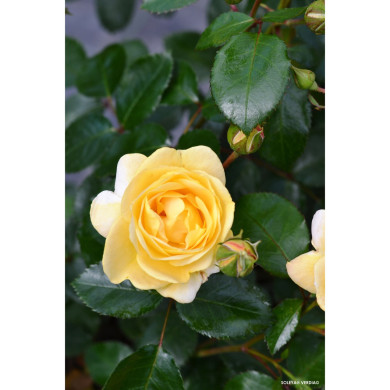 Rosier tige DECOROSIERS® Soleya®