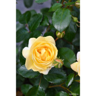 Rosier tige DECOROSIERS® Soleya®