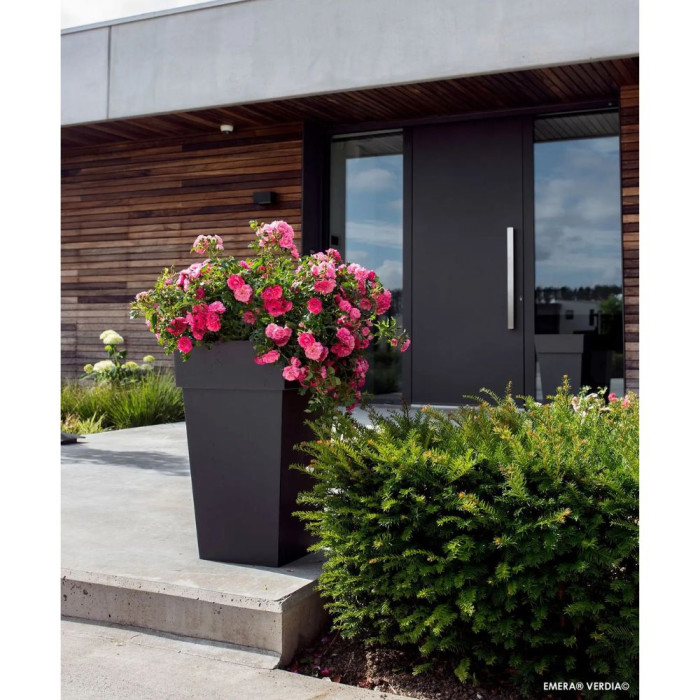 Rosier paysager DECOROSIERS® Emera®