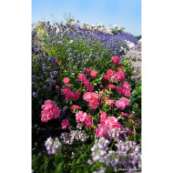 Rosier paysager DECOROSIERS® Emera®