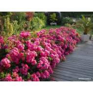 Rosier paysager DECOROSIERS® Emera®