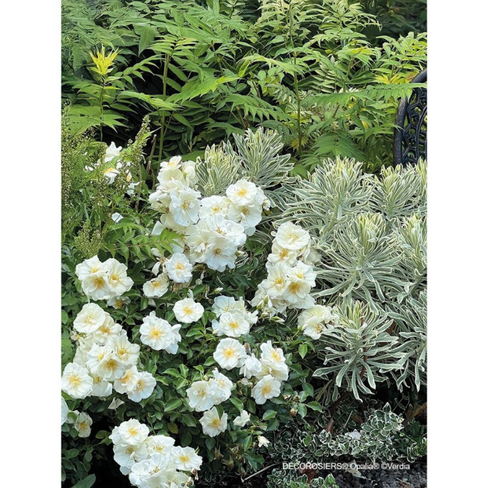Rosier paysager DECOROSIERS® Opalia®