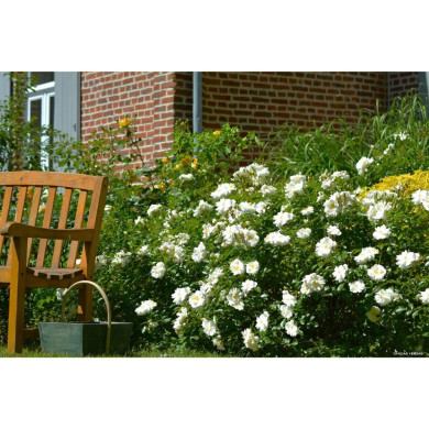 Rosier paysager DECOROSIERS® Opalia®