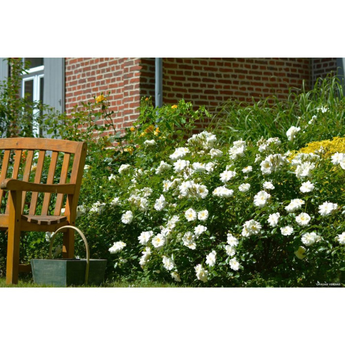 Rosier paysager DECOROSIERS® Opalia®