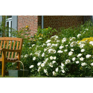 Rosier paysager DECOROSIERS® Opalia®