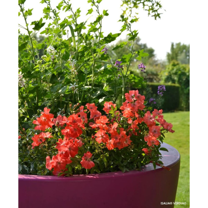 Rosier paysager DECOROSIERS® Isalia®