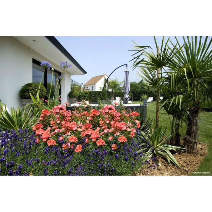 Rosier paysager DECOROSIERS® Isalia®