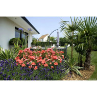 Rosier paysager DECOROSIERS® Isalia®