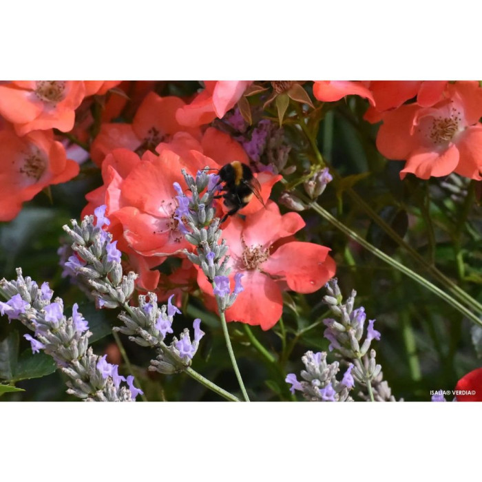 Rosier paysager DECOROSIERS® Isalia®
