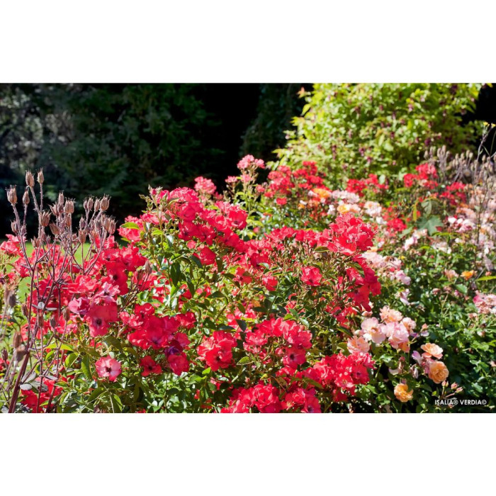 Rosier paysager DECOROSIERS® Isalia®