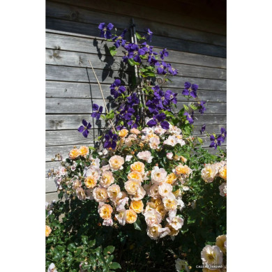 Rosier paysager DECOROSIERS® Calizia®