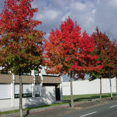 Liquidambar styraciflua