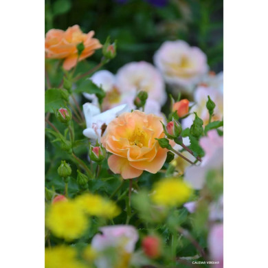 Rosier paysager DECOROSIERS® Calizia®