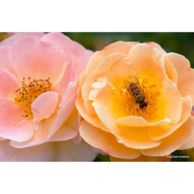 Rosier paysager DECOROSIERS® Calizia®