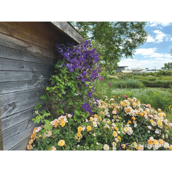 Rosier paysager DECOROSIERS® Calizia®