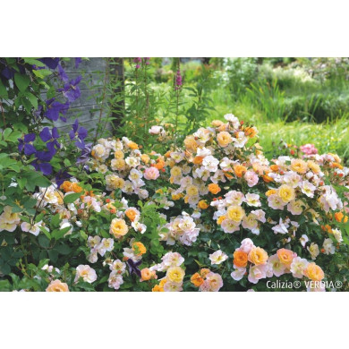Rosier paysager DECOROSIERS® Calizia®