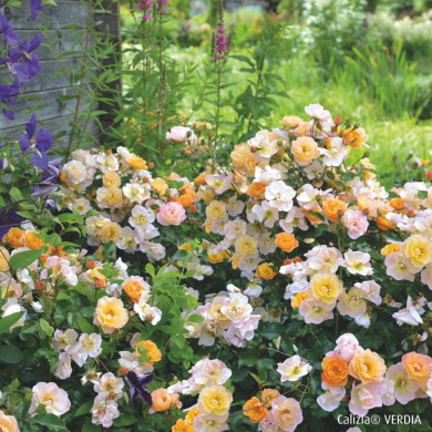 Rosier paysager DECOROSIERS® Calizia®
